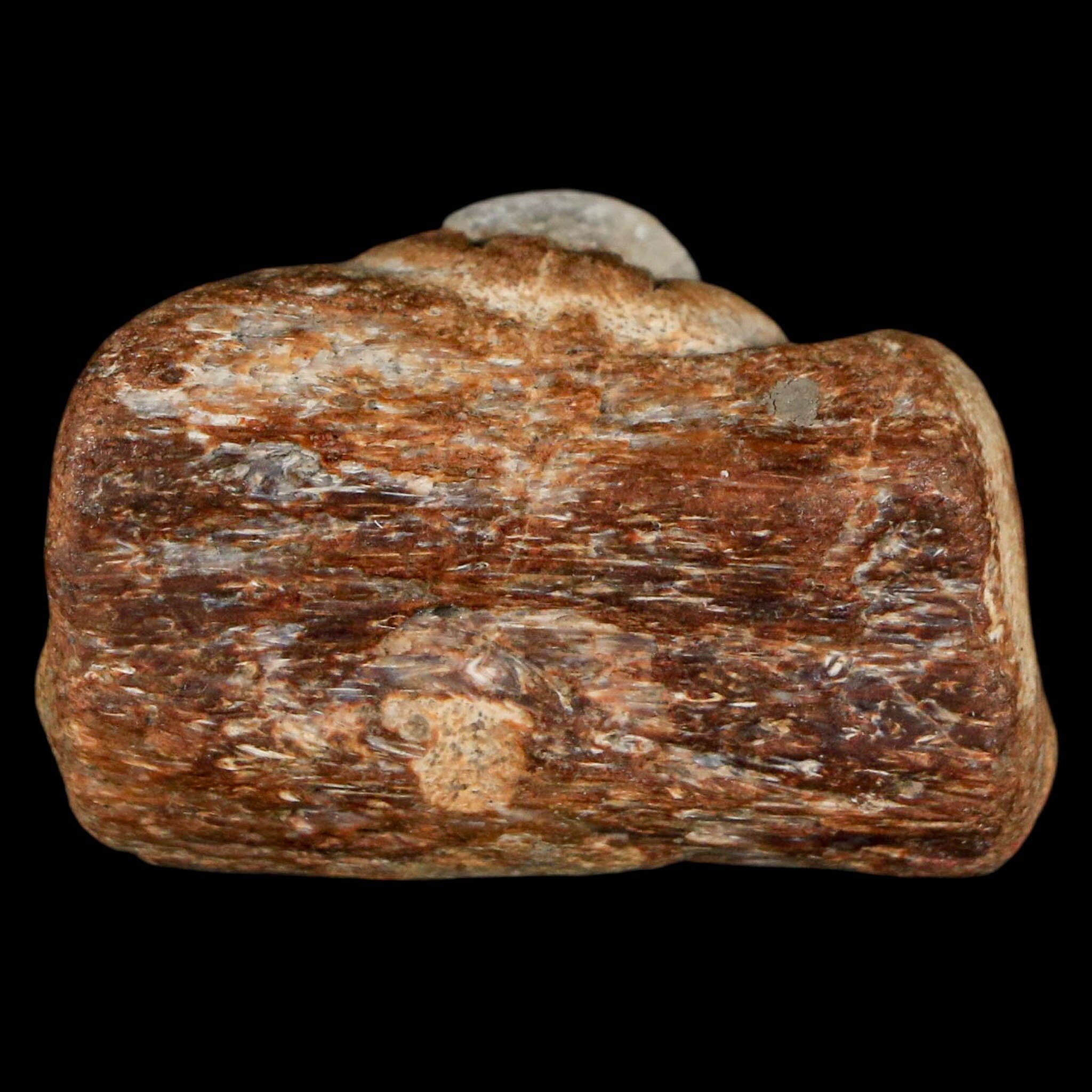 1.5" Mosasaur Fossil Jaw Section Cretaceous Dinosaur Era Texas Ozan FM COA - Fossil Age Minerals