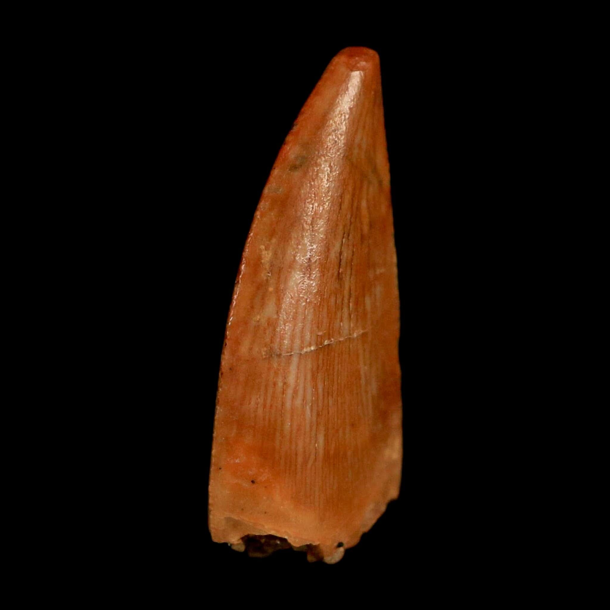 0.6" Abelisaur Serrated Tooth Fossil Cretaceous Age Dinosaur Morocco COA, Display - Fossil Age Minerals