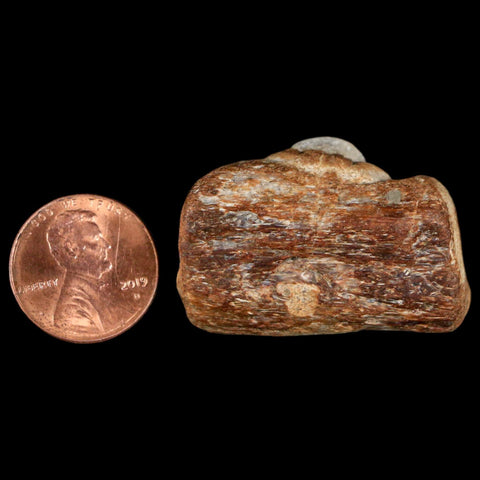 1.5" Mosasaur Fossil Jaw Section Cretaceous Dinosaur Era Texas Ozan FM COA - Fossil Age Minerals