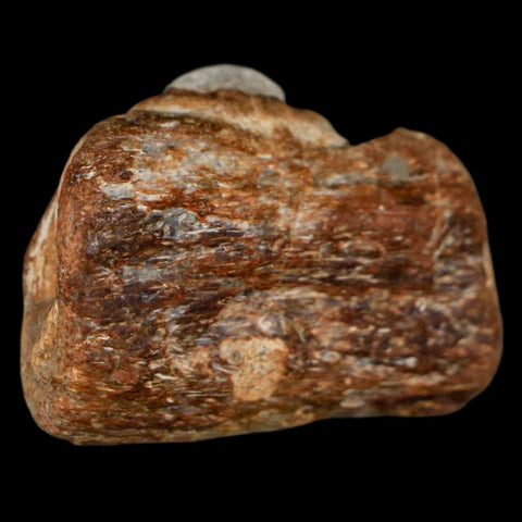 1.5" Mosasaur Fossil Jaw Section Cretaceous Dinosaur Era Texas Ozan FM COA - Fossil Age Minerals