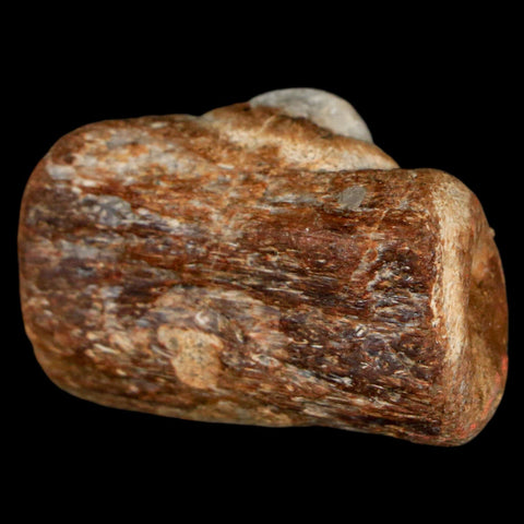 1.5" Mosasaur Fossil Jaw Section Cretaceous Dinosaur Era Texas Ozan FM COA - Fossil Age Minerals