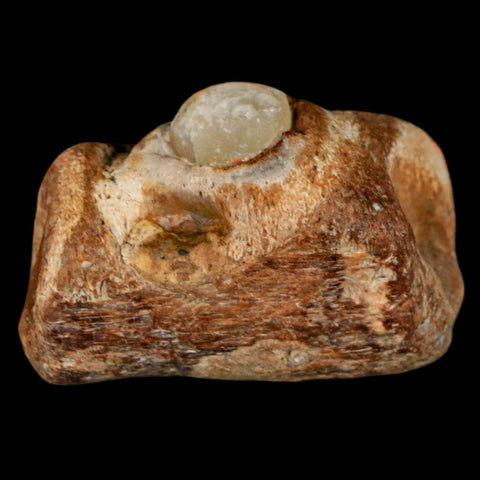 1.5" Mosasaur Fossil Jaw Section Cretaceous Dinosaur Era Texas Ozan FM COA - Fossil Age Minerals