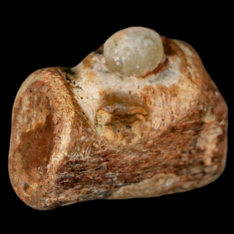 1.5" Mosasaur Fossil Jaw Section Cretaceous Dinosaur Era Texas Ozan FM COA - Fossil Age Minerals