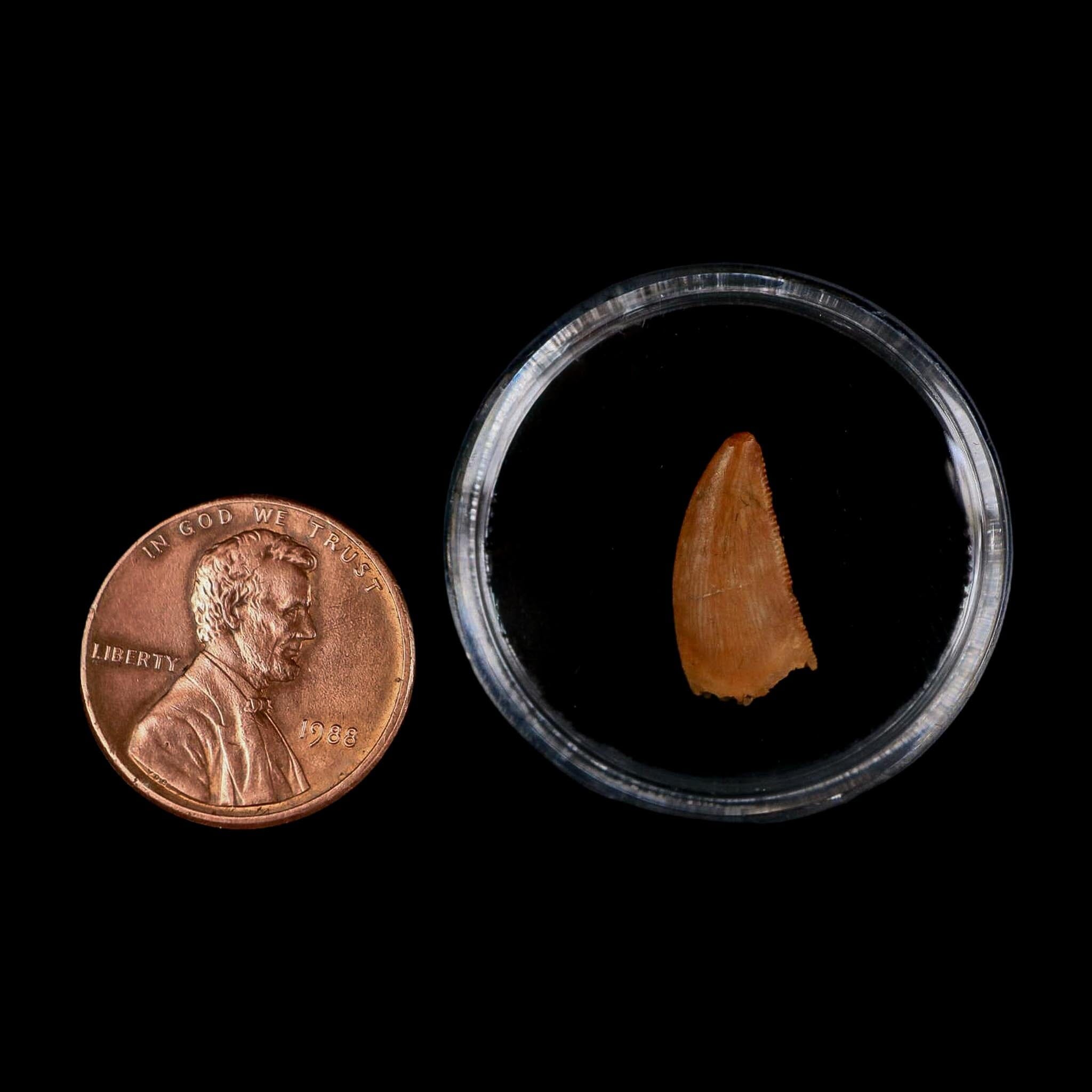 0.6" Abelisaur Serrated Tooth Fossil Cretaceous Age Dinosaur Morocco COA, Display - Fossil Age Minerals