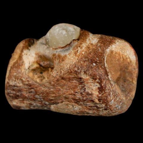 1.5" Mosasaur Fossil Jaw Section Cretaceous Dinosaur Era Texas Ozan FM COA - Fossil Age Minerals