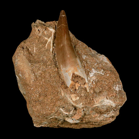 XL 2" Plesiosaur Zarafasaura Tooth Fossil In Matrix Cretaceous Dinosaur Era COA