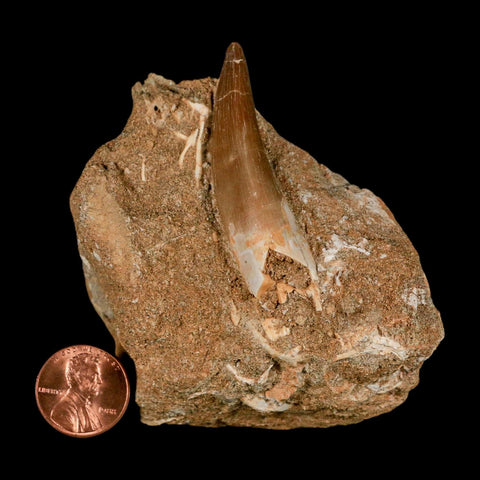 XL 2" Plesiosaur Zarafasaura Tooth Fossil In Matrix Cretaceous Dinosaur Era COA
