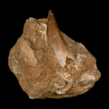 XL 2" Plesiosaur Zarafasaura Tooth Fossil In Matrix Cretaceous Dinosaur Era COA