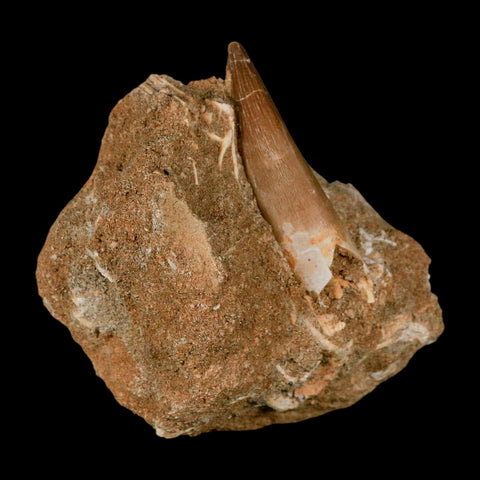 XL 2" Plesiosaur Zarafasaura Tooth Fossil In Matrix Cretaceous Dinosaur Era COA