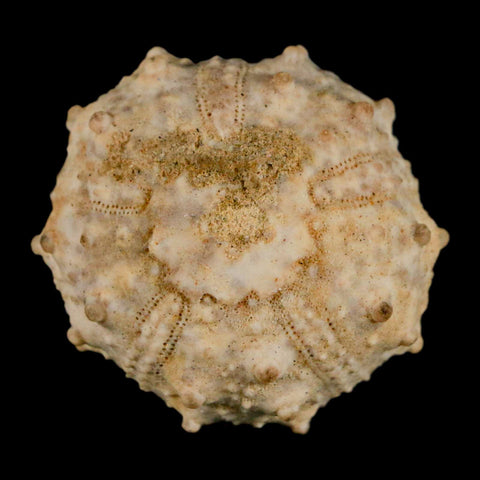 34MM Detailed Fossil Goniopygus Sp Sea Urchin Echinoid Cretaceous Morocco - Fossil Age Minerals