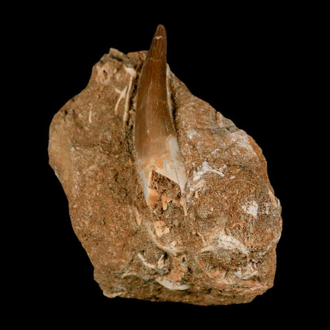 XL 2" Plesiosaur Zarafasaura Tooth Fossil In Matrix Cretaceous Dinosaur Era COA