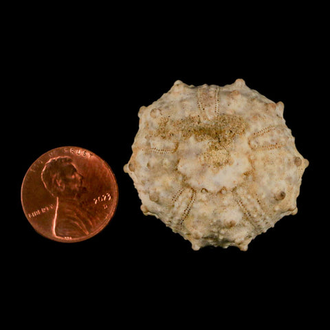 34MM Detailed Fossil Goniopygus Sp Sea Urchin Echinoid Cretaceous Morocco - Fossil Age Minerals