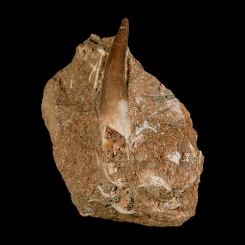 XL 2" Plesiosaur Zarafasaura Tooth Fossil In Matrix Cretaceous Dinosaur Era COA