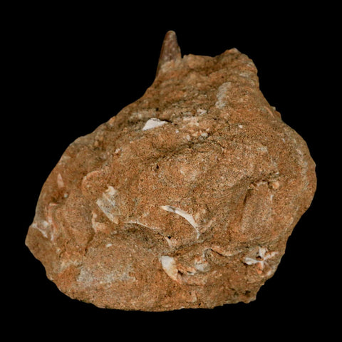 XL 2" Plesiosaur Zarafasaura Tooth Fossil In Matrix Cretaceous Dinosaur Era COA