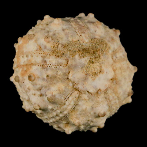 34MM Detailed Fossil Goniopygus Sp Sea Urchin Echinoid Cretaceous Morocco - Fossil Age Minerals
