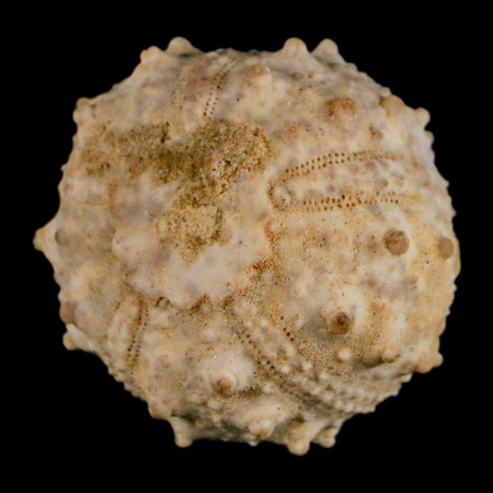 34MM Detailed Fossil Goniopygus Sp Sea Urchin Echinoid Cretaceous Morocco