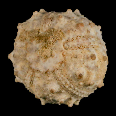 34MM Detailed Fossil Goniopygus Sp Sea Urchin Echinoid Cretaceous Morocco - Fossil Age Minerals