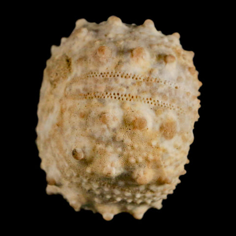 34MM Detailed Fossil Goniopygus Sp Sea Urchin Echinoid Cretaceous Morocco - Fossil Age Minerals