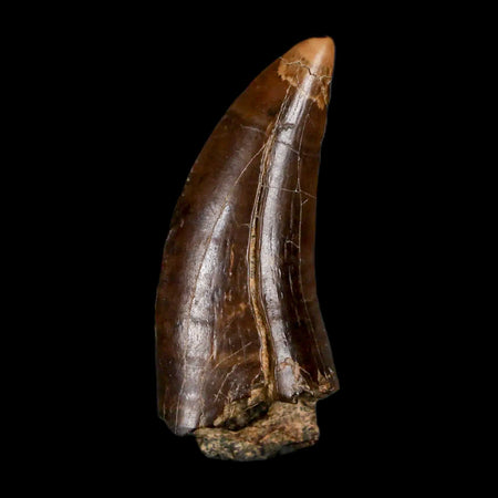 1.5" Albertosaurus Tyrannosaur Fossil Tooth Dinosaur Judith River FM MT COA Display