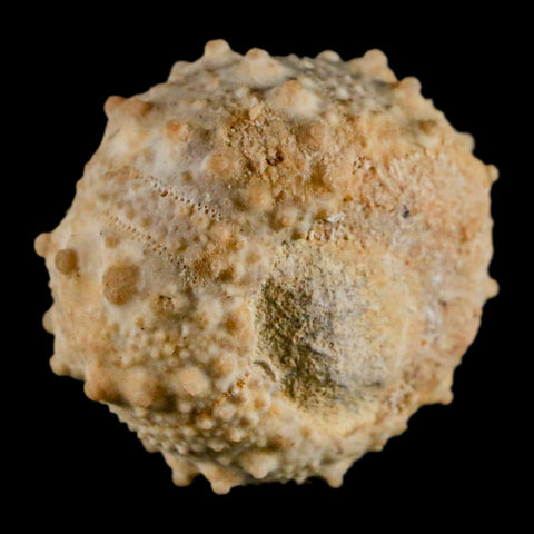 34MM Detailed Fossil Goniopygus Sp Sea Urchin Echinoid Cretaceous Morocco - Fossil Age Minerals