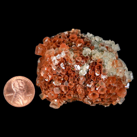2.4" Aragonite Mineral Two Tone Crystal Cluster Specimen Tazouta Morocco - Fossil Age Minerals