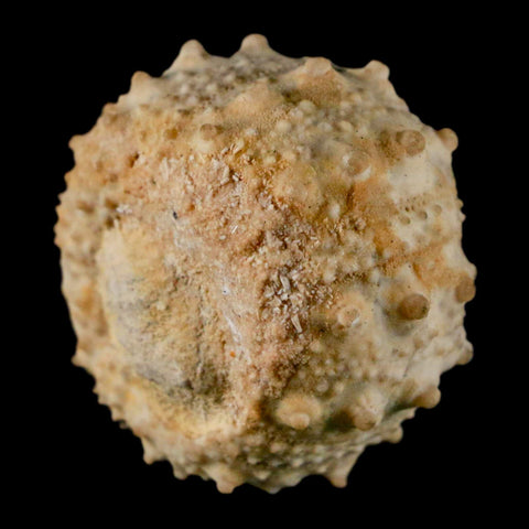 34MM Detailed Fossil Goniopygus Sp Sea Urchin Echinoid Cretaceous Morocco - Fossil Age Minerals