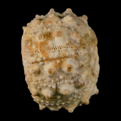 34MM Detailed Fossil Goniopygus Sp Sea Urchin Echinoid Cretaceous Morocco - Fossil Age Minerals