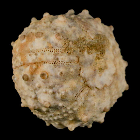 34MM Detailed Fossil Goniopygus Sp Sea Urchin Echinoid Cretaceous Morocco - Fossil Age Minerals