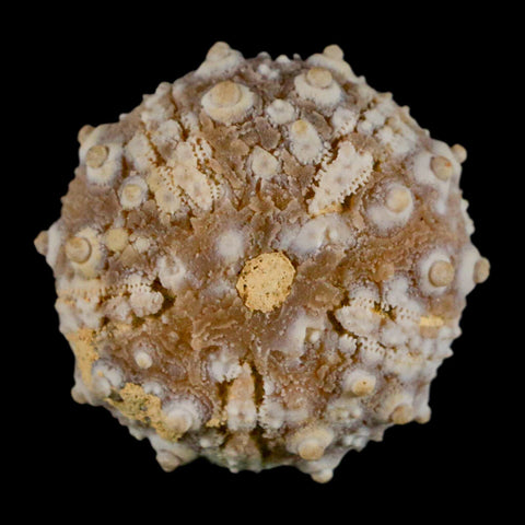 32MM Detailed Fossil Goniopygus Sp Sea Urchin Echinoid Cretaceous Morocco - Fossil Age Minerals