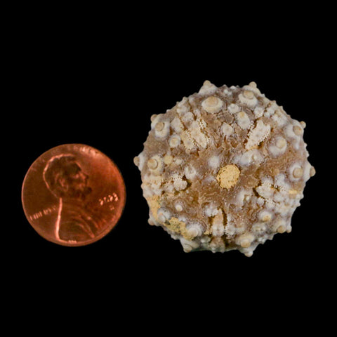 32MM Detailed Fossil Goniopygus Sp Sea Urchin Echinoid Cretaceous Morocco - Fossil Age Minerals