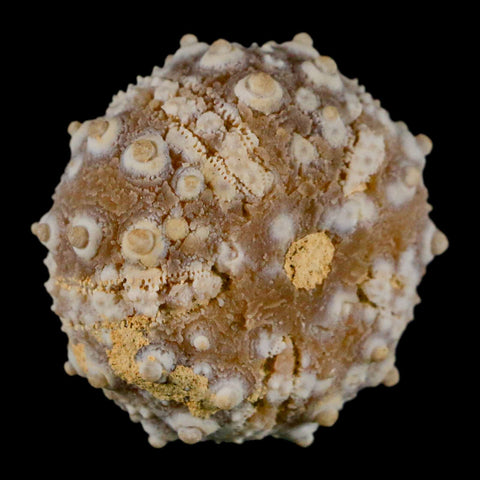32MM Detailed Fossil Goniopygus Sp Sea Urchin Echinoid Cretaceous Morocco - Fossil Age Minerals