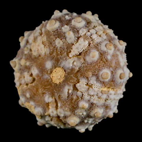 32MM Detailed Fossil Goniopygus Sp Sea Urchin Echinoid Cretaceous Morocco - Fossil Age Minerals