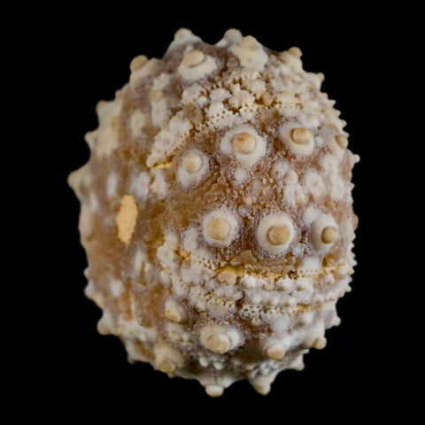 32MM Detailed Fossil Goniopygus Sp Sea Urchin Echinoid Cretaceous Morocco - Fossil Age Minerals