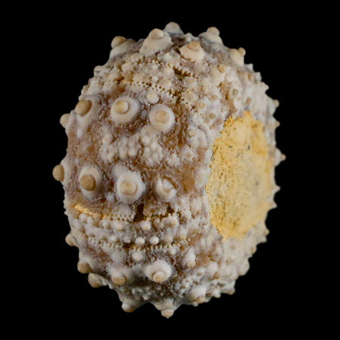 32MM Detailed Fossil Goniopygus Sp Sea Urchin Echinoid Cretaceous Morocco - Fossil Age Minerals