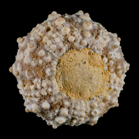 32MM Detailed Fossil Goniopygus Sp Sea Urchin Echinoid Cretaceous Morocco - Fossil Age Minerals