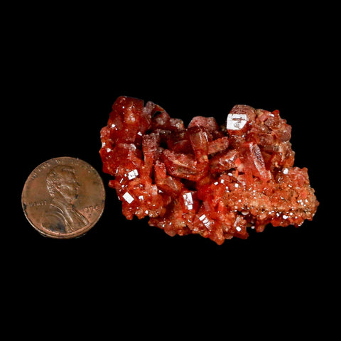 2" Sparkly Red Vanadinite Crystals On Barite Blades Mineral Mabladen Morocco - Fossil Age Minerals
