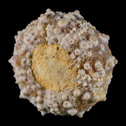 32MM Detailed Fossil Goniopygus Sp Sea Urchin Echinoid Cretaceous Morocco - Fossil Age Minerals