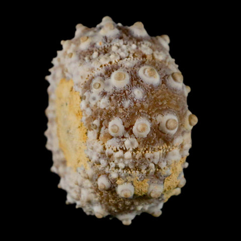 32MM Detailed Fossil Goniopygus Sp Sea Urchin Echinoid Cretaceous Morocco - Fossil Age Minerals