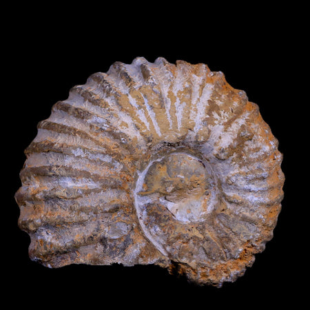 2.9" Acanthoceras Ammonite Fossil Agadir Morocco 360 Million Year Old COA