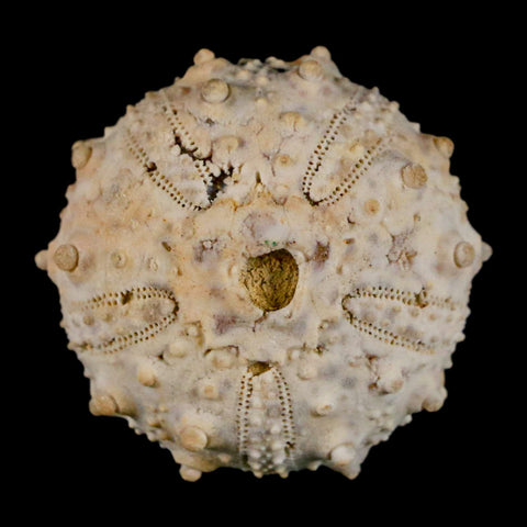 32MM Detailed Fossil Goniopygus Sp Sea Urchin Echinoid Cretaceous Morocco - Fossil Age Minerals