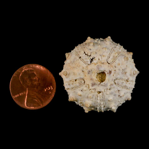 32MM Detailed Fossil Goniopygus Sp Sea Urchin Echinoid Cretaceous Morocco - Fossil Age Minerals