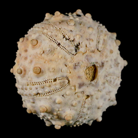 32MM Detailed Fossil Goniopygus Sp Sea Urchin Echinoid Cretaceous Morocco - Fossil Age Minerals