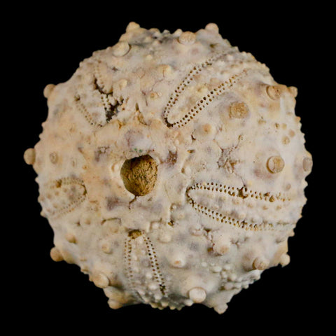 32MM Detailed Fossil Goniopygus Sp Sea Urchin Echinoid Cretaceous Morocco - Fossil Age Minerals