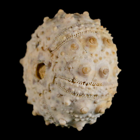 32MM Detailed Fossil Goniopygus Sp Sea Urchin Echinoid Cretaceous Morocco - Fossil Age Minerals