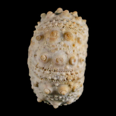 32MM Detailed Fossil Goniopygus Sp Sea Urchin Echinoid Cretaceous Morocco - Fossil Age Minerals