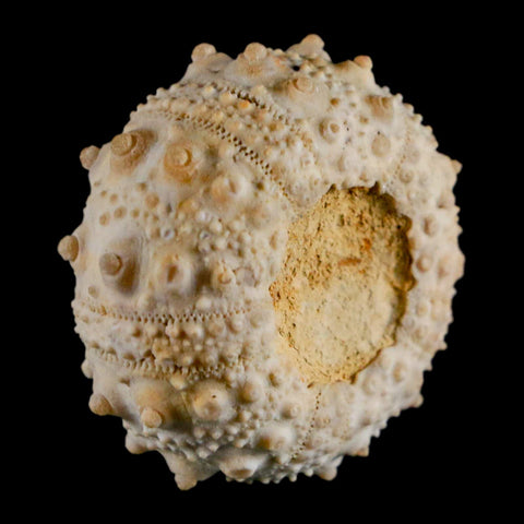 32MM Detailed Fossil Goniopygus Sp Sea Urchin Echinoid Cretaceous Morocco - Fossil Age Minerals