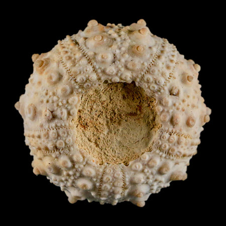 32MM Detailed Fossil Goniopygus Sp Sea Urchin Echinoid Cretaceous Morocco
