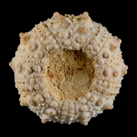 32MM Detailed Fossil Goniopygus Sp Sea Urchin Echinoid Cretaceous Morocco - Fossil Age Minerals
