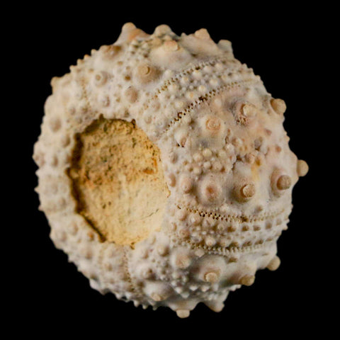 32MM Detailed Fossil Goniopygus Sp Sea Urchin Echinoid Cretaceous Morocco - Fossil Age Minerals