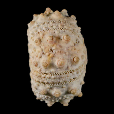 32MM Detailed Fossil Goniopygus Sp Sea Urchin Echinoid Cretaceous Morocco - Fossil Age Minerals